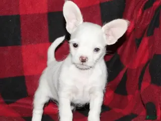 Mixed Breed dogs Fritz - Ad 6