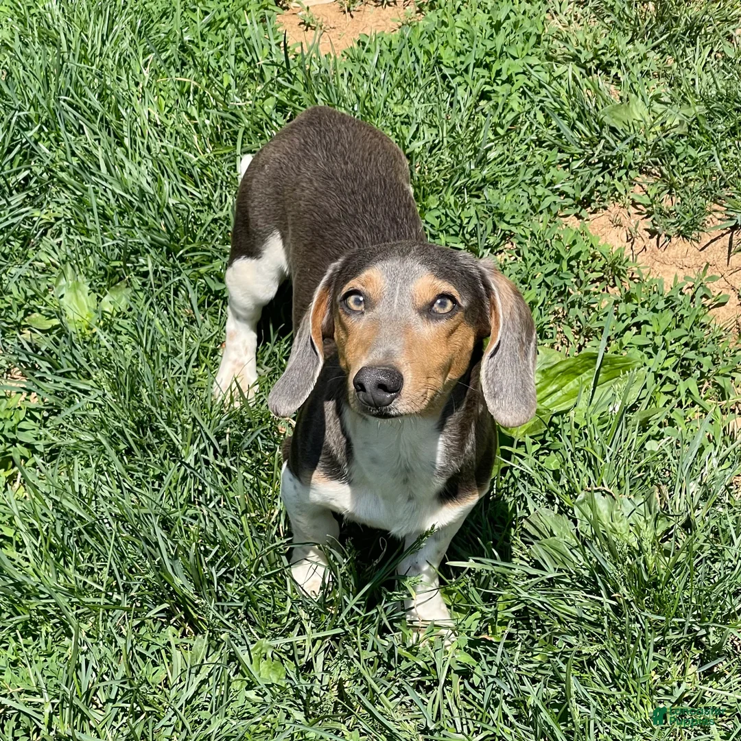 Dachshund dogs for sale: Murphy - Ad 2