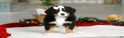 Bernese Mountain Dog dogs for sale: Karly - Ad 8