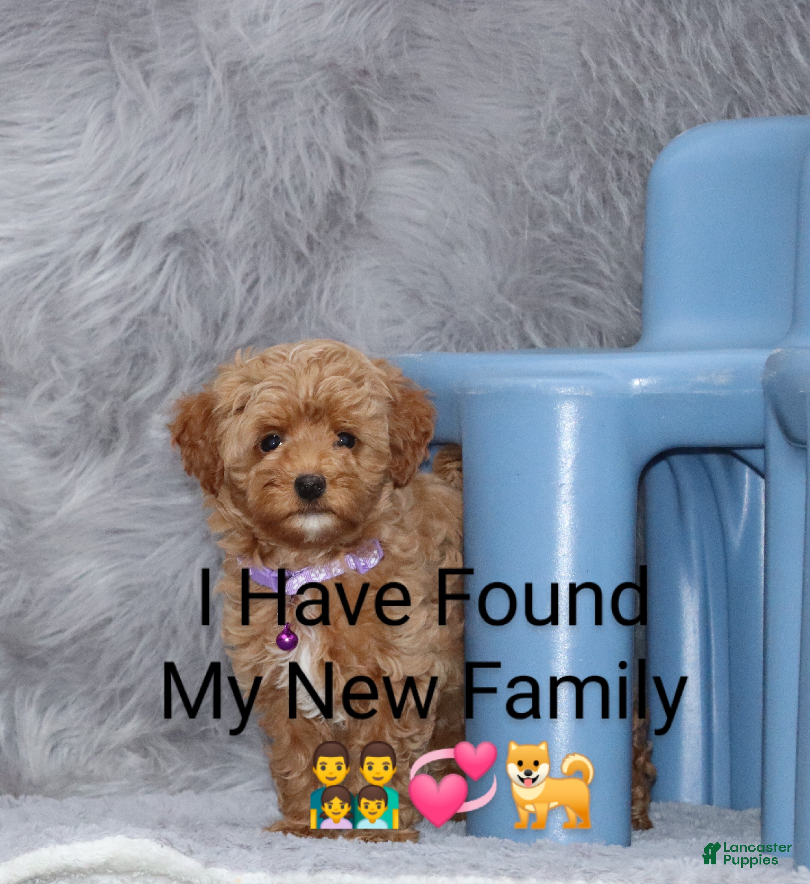 Havapoo dogs Eva 👨‍👨‍👧‍👦💞🐕 - Ad 5