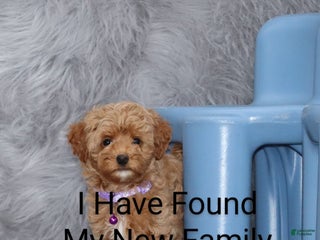 Havapoo dogs Eva 👨👨👧👦💞🐕 - Ad 5