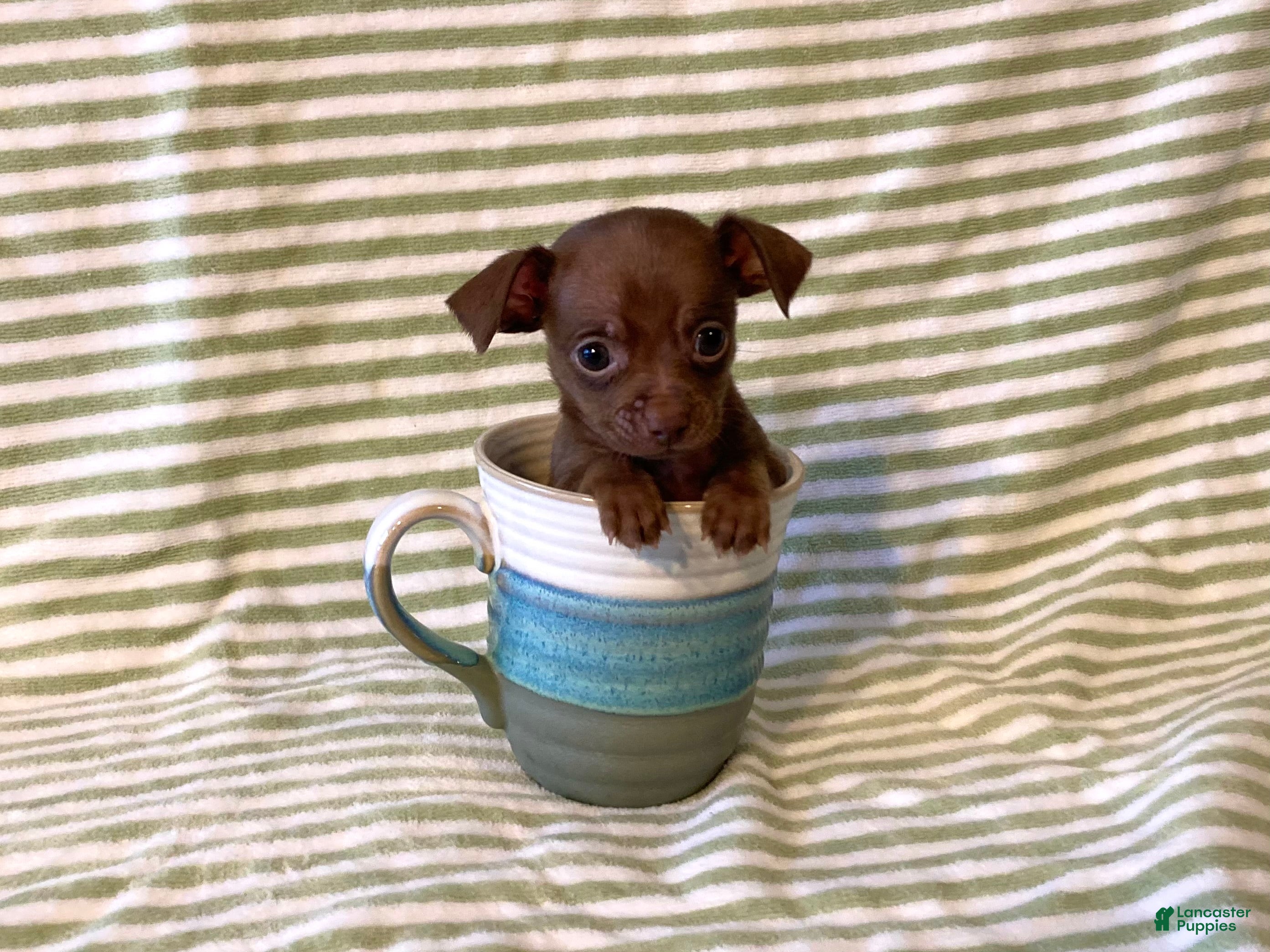 Chihuahua dogs Rio - Ad 2