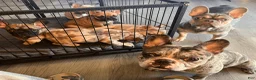 French Bulldog dogs for sale: DIAMOND - Ad 23