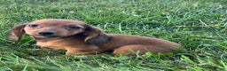 Dachshund dogs for sale: Dolly  - Ad 4