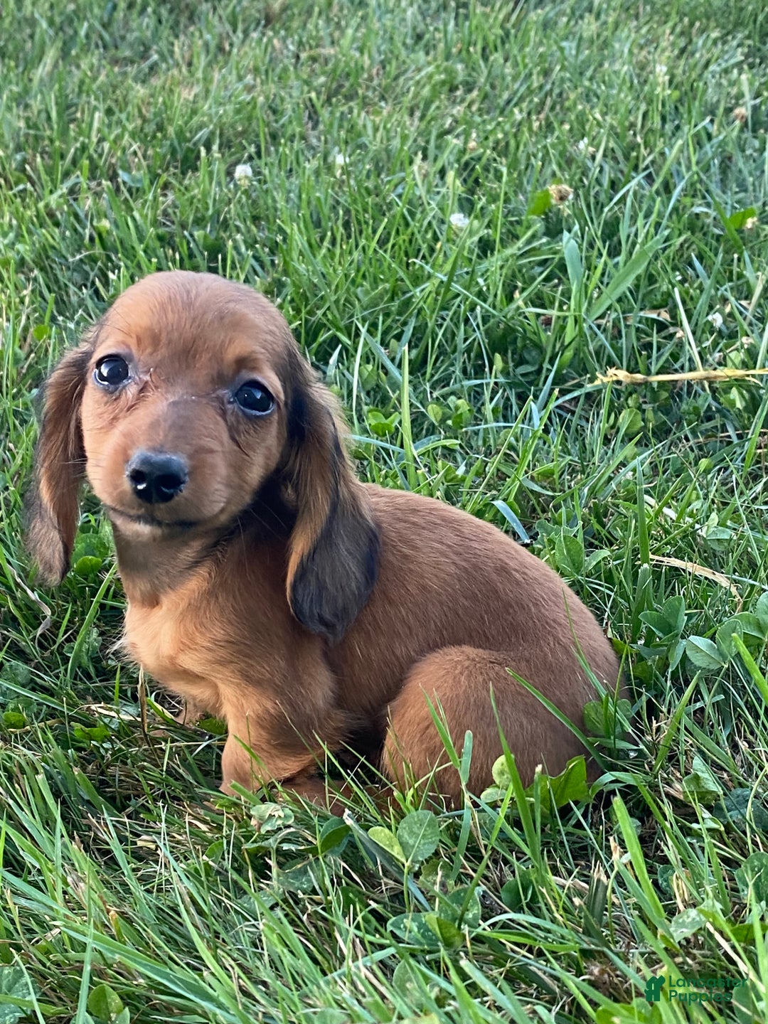 Dachshund dogs for sale: Dolly  - Ad 4