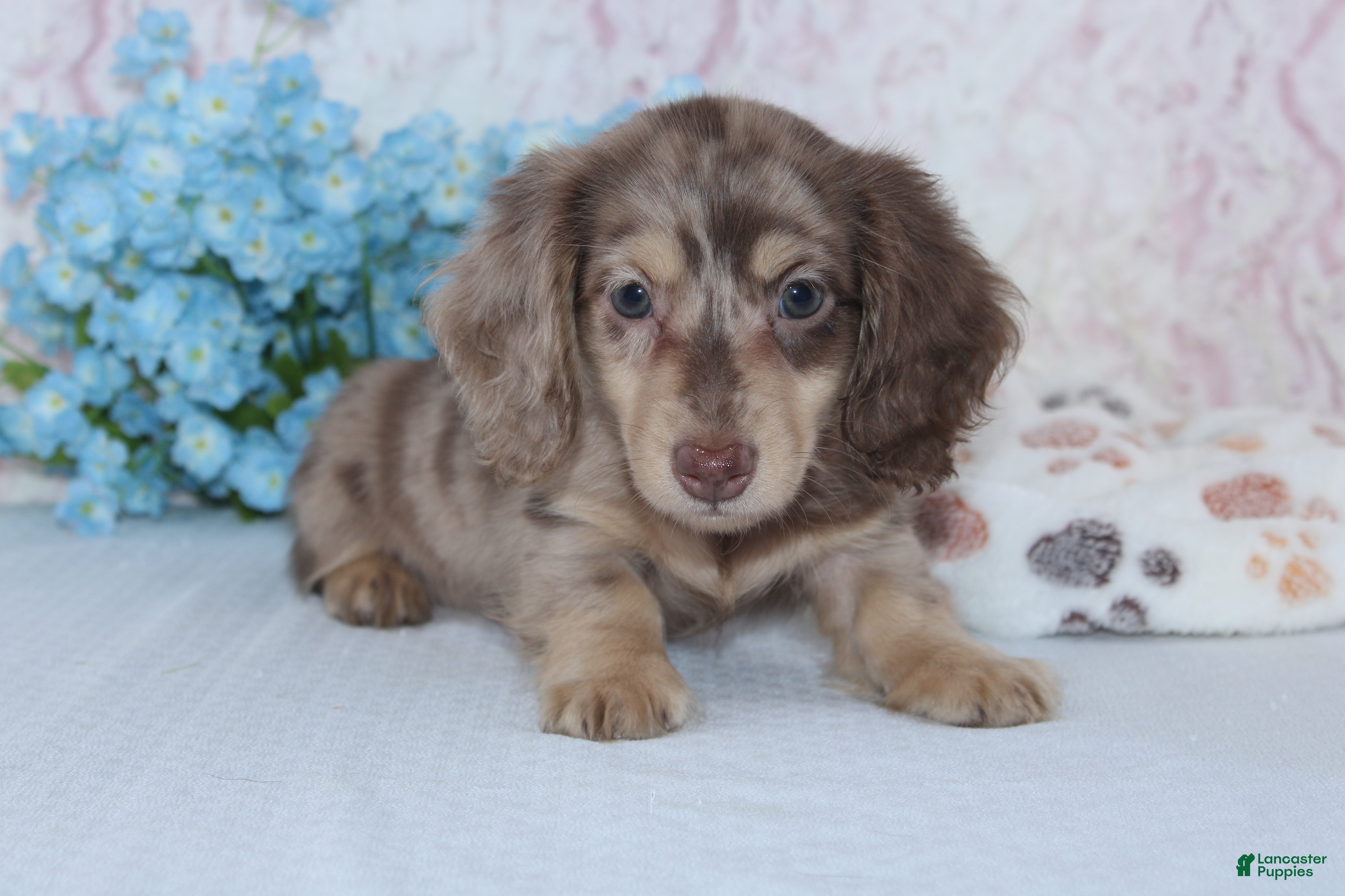 Miniature Dachshund dogs Nolan - Ad 2