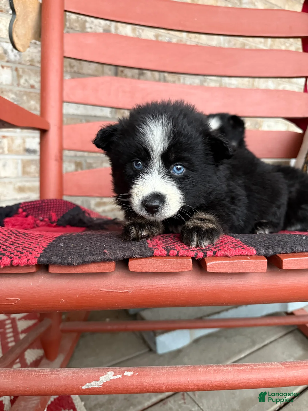 Pomsky dogs for sale: Panda - Ad 4
