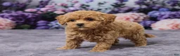 Bichpoo dogs for sale: Dawn - Ad 5