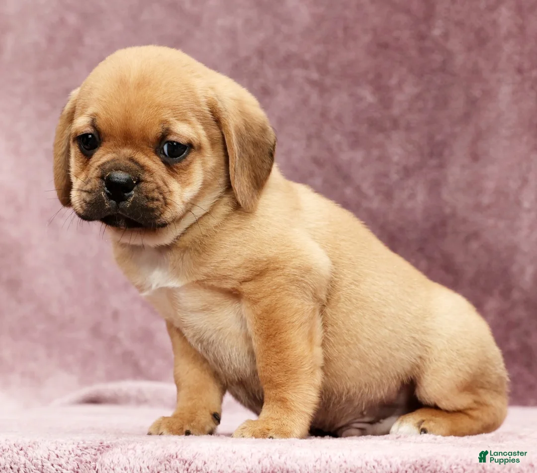 Puggle dogs for sale: Max - Ad 3