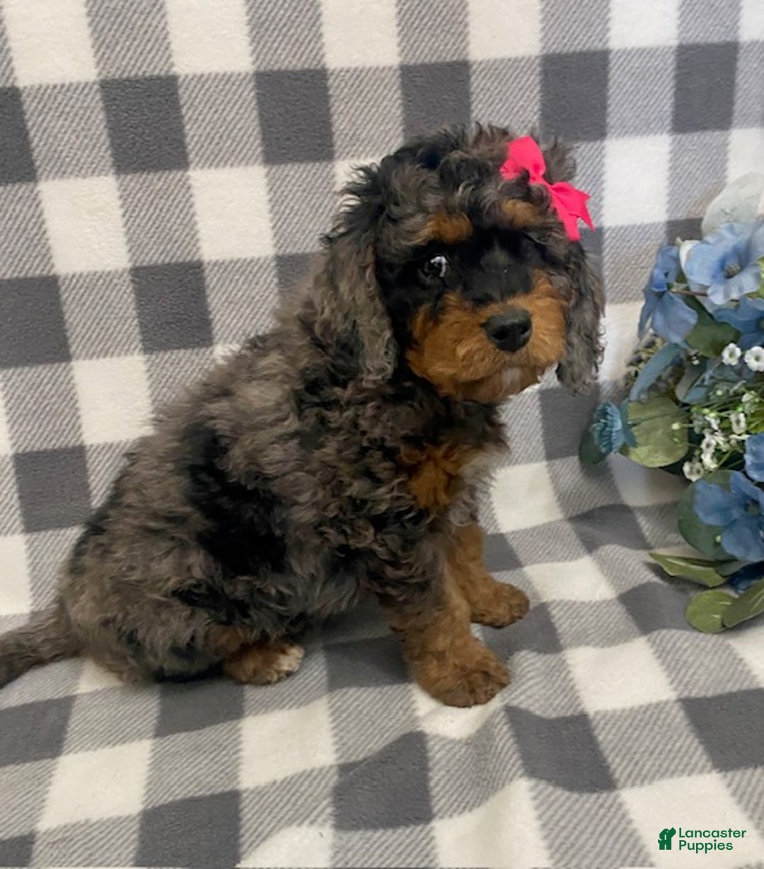 Mini Bernedoodle dogs for sale: Josie- blue merle - Ad 4