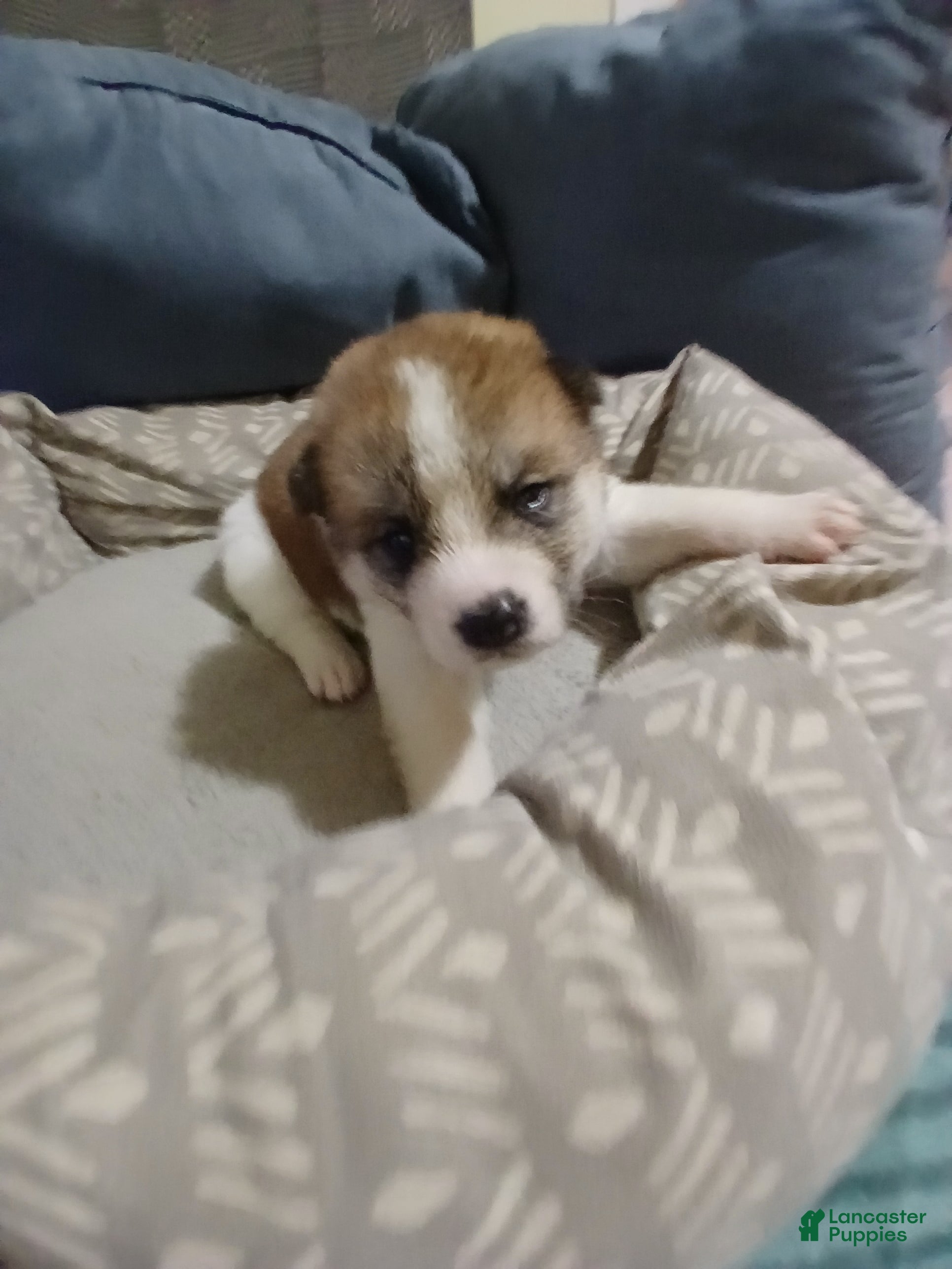 Akita dogs Cypress - Ad 1