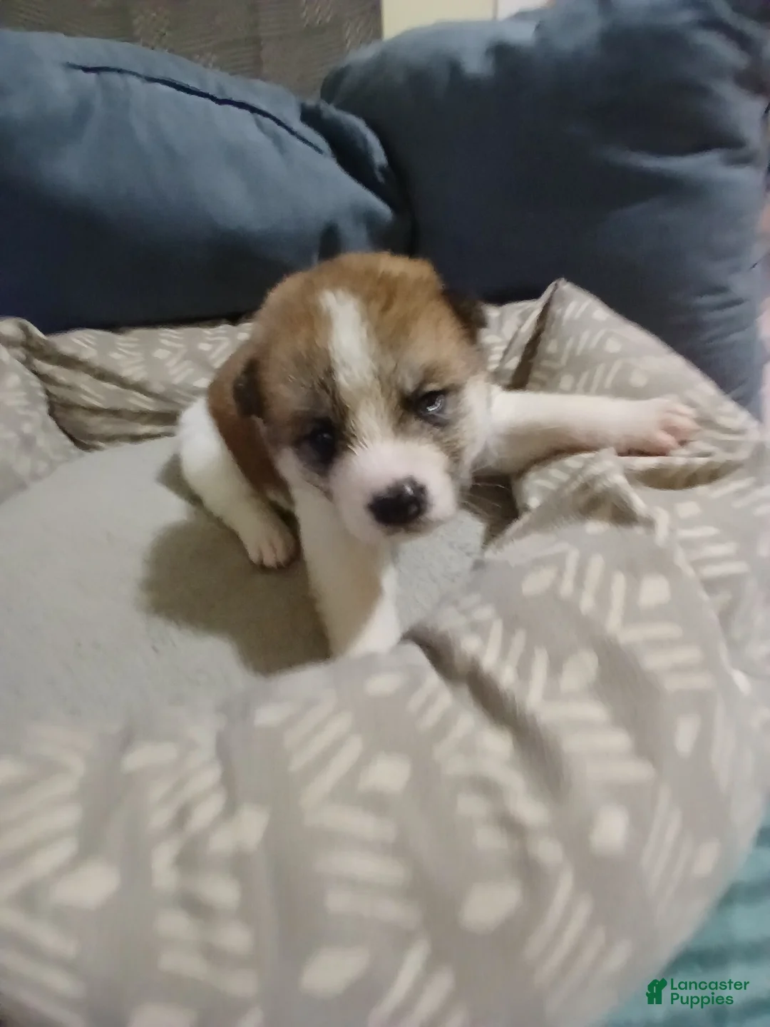 Akita dogs for sale: Cypress - Ad 1