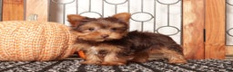Yorkshire Terrier dogs for sale: Candy Chocolate Teacup Yorkie  - Ad 3
