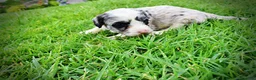Havapoo dogs for sale: Skye - Ad 11