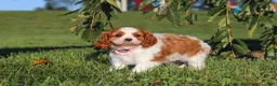 Cavalier King Charles Spaniel dogs for sale: Lila - Ad 10