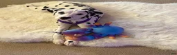 Dalmatian dogs for stud: Dalmatian stud  - Ad 6