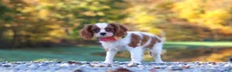 Cavalier King Charles Spaniel dogs for sale: Ariella - Ad 2