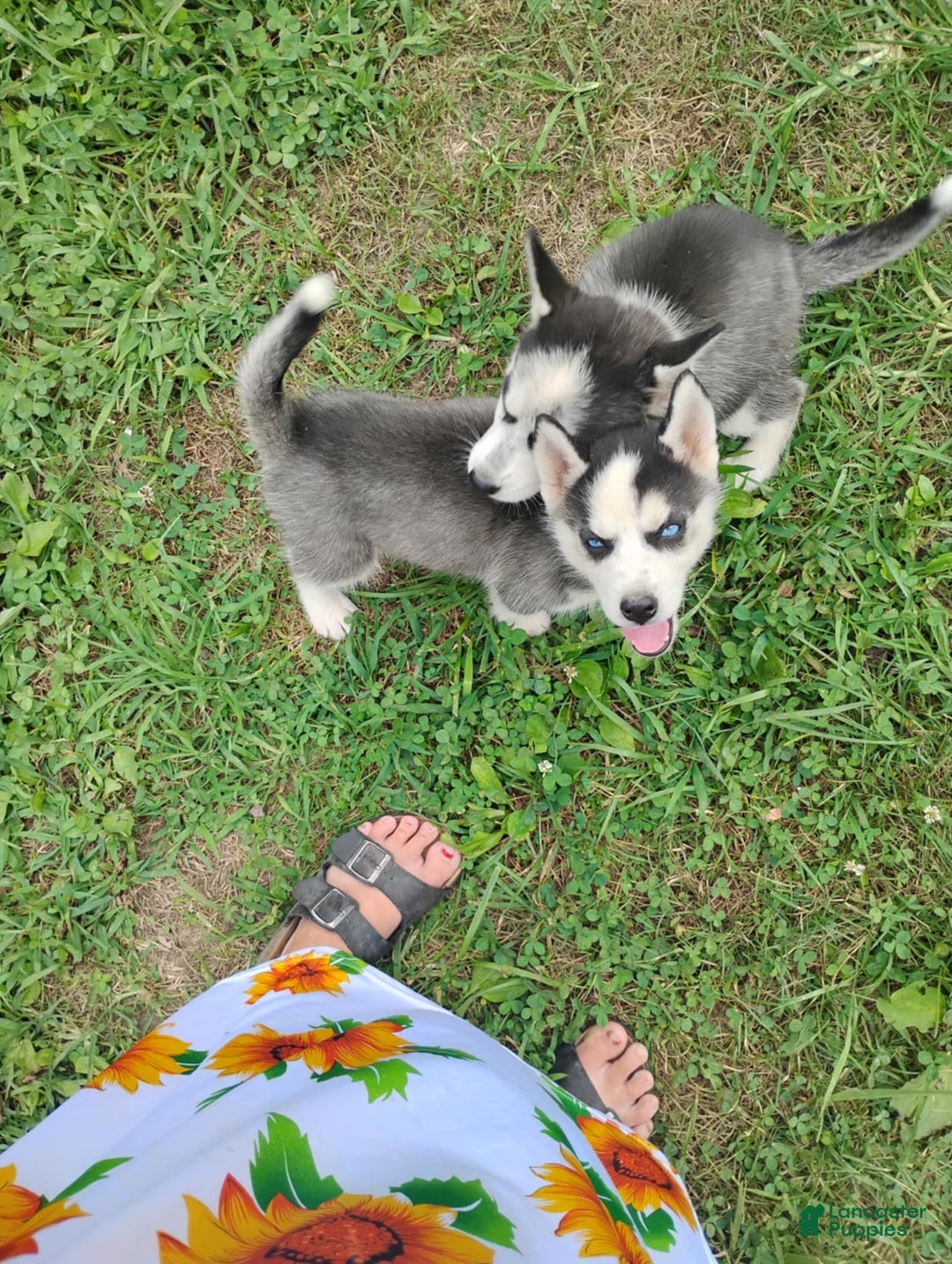 Siberian Husky dogs for sale: Mary - Ad 3