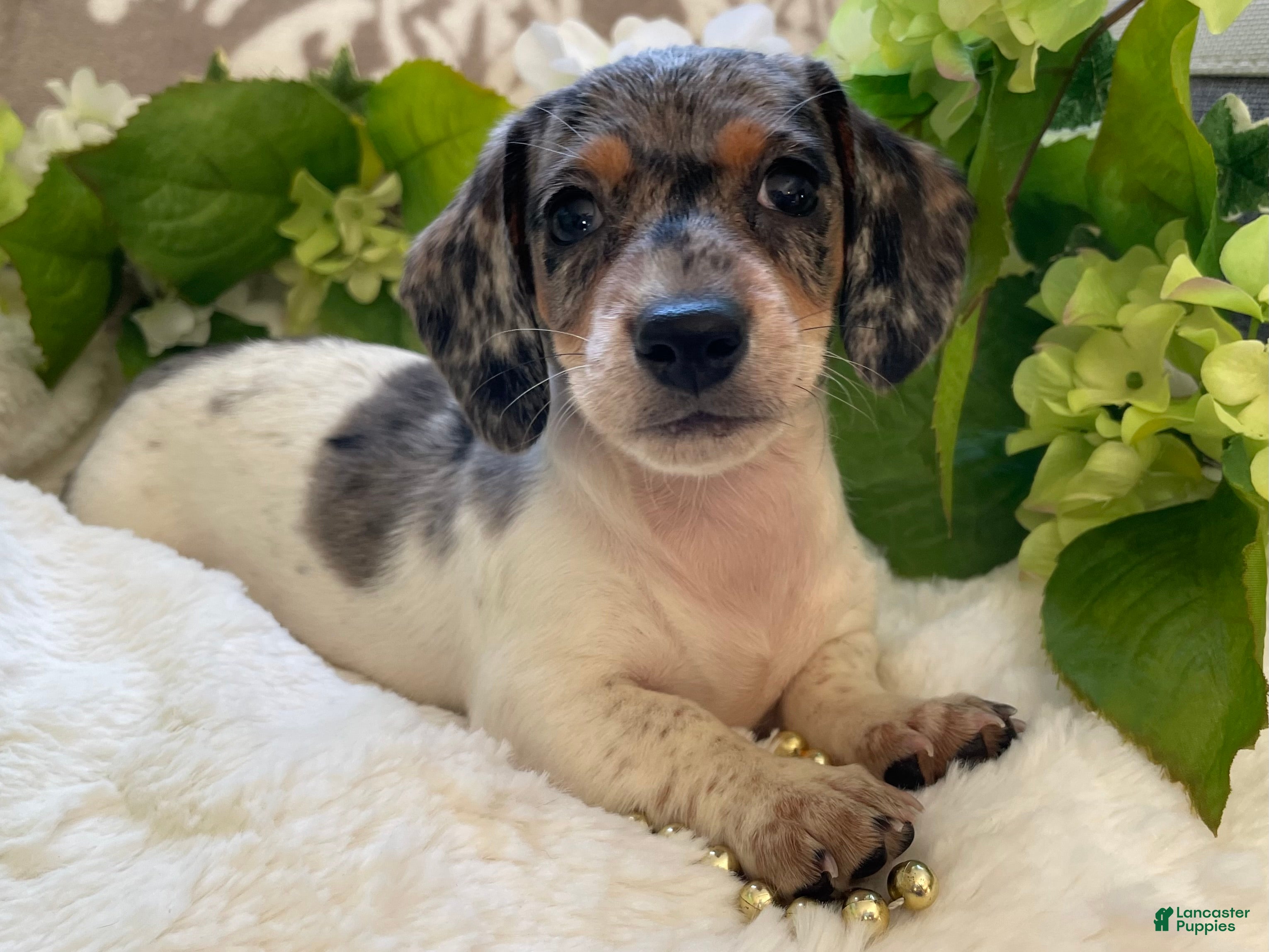 Miniature Dachshund dogs Ellie - Ad 1