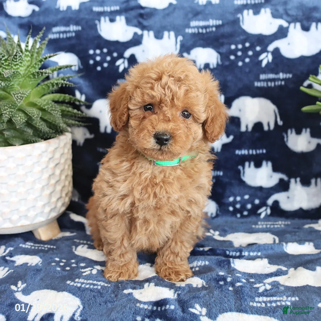 Miniature Poodle dogs for sale: Nelson - Ad 4