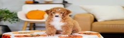 Toy Poodle dogs for sale: Wanda - Ad 5