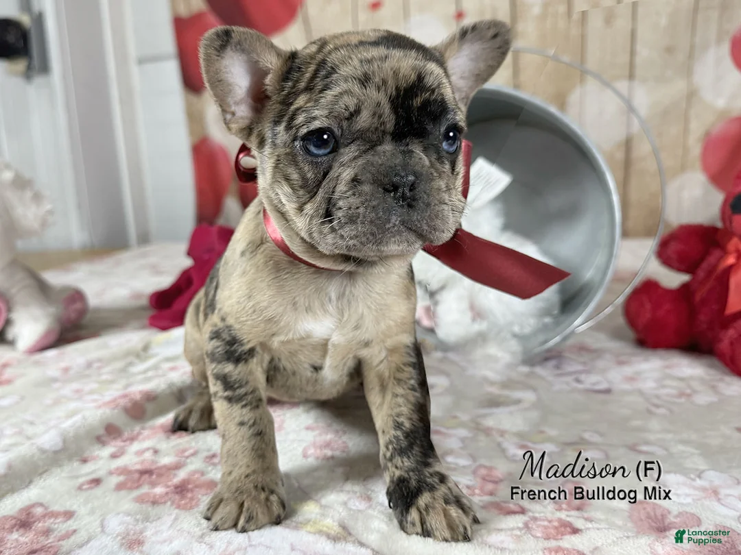 Mixed Breed dogs for sale: Madison - Ad 3