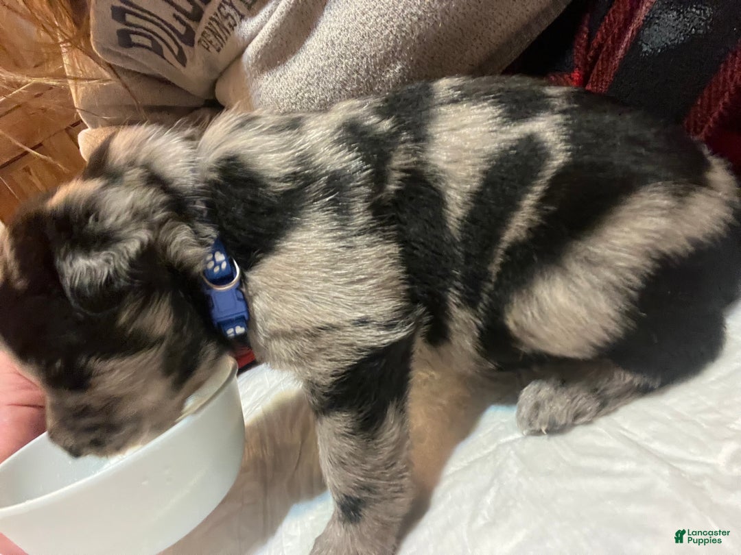 Mixed Breed dogs for sale: Mixed Breed Puppy 1 - Ad 2