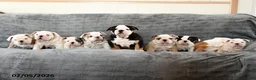 English Bulldog dogs for sale: Sport - Ad 4