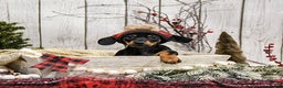 Miniature Dachshund dogs for sale: Willow - Ad 2