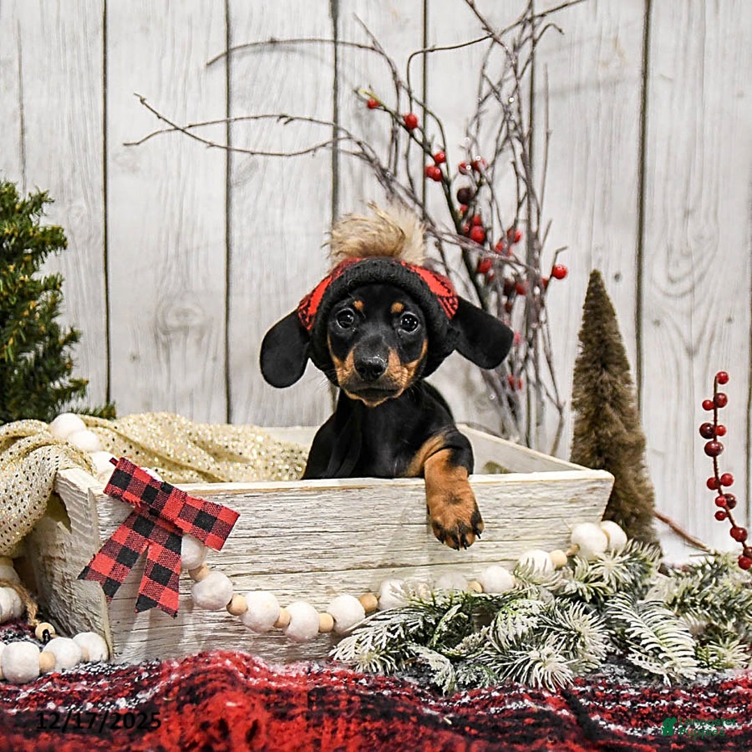 Miniature Dachshund dogs for sale: Willow - Ad 2