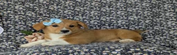 Welsh Corgi Pembroke dogs for sale: Maxie AKC Registered - Ad 4