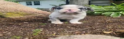 Mixed Breed dogs for sale: Bella - Ad 5
