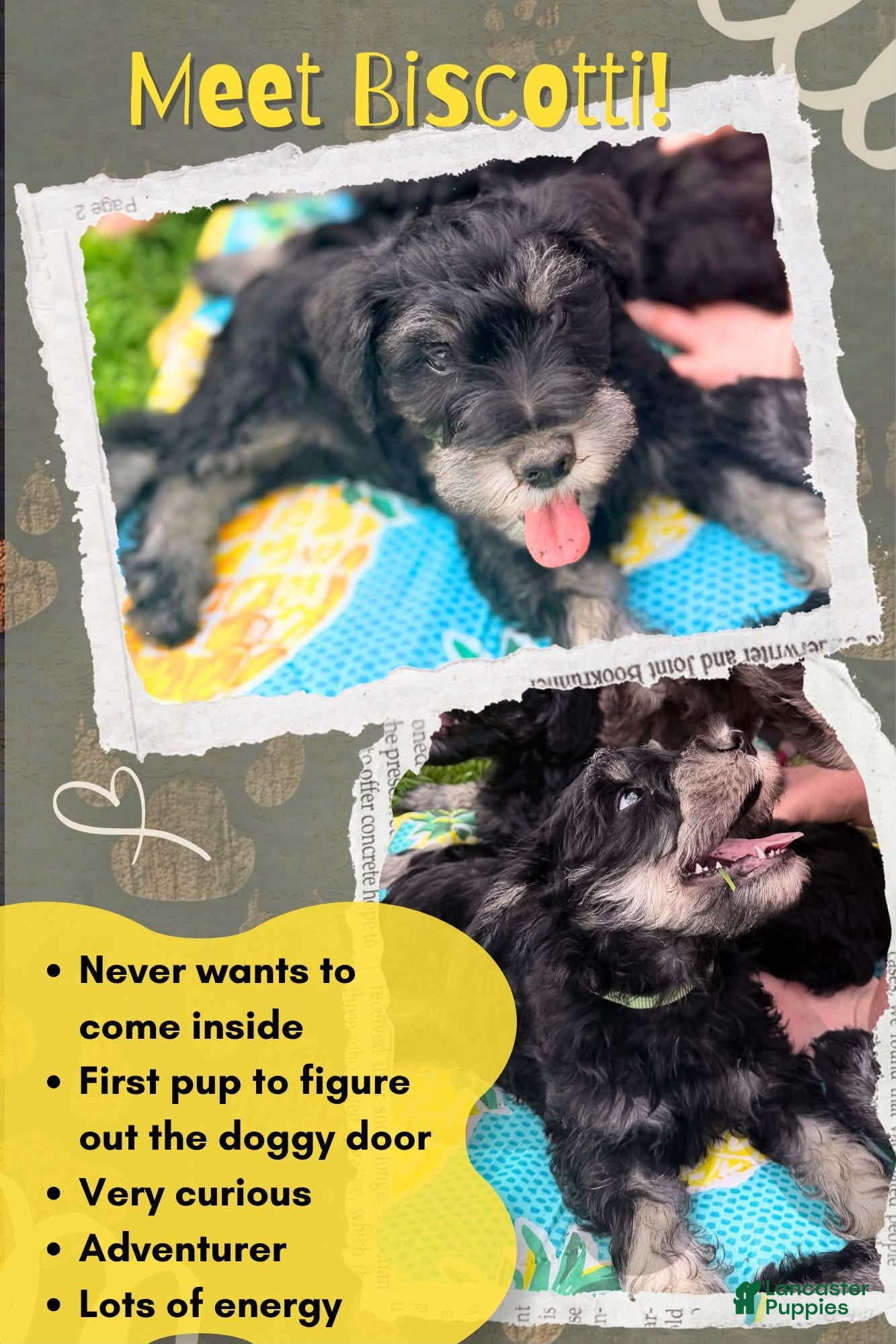 Miniature Schnauzer dogs Biscotti (Scotti) - Ad 1