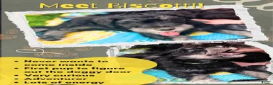 Biscotti (Scotti)
