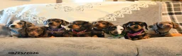 Dachshund dogs for sale: Pepper - Ad 5
