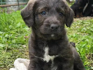 Labradoodle dogs for sale: Mr Red - Ad 2