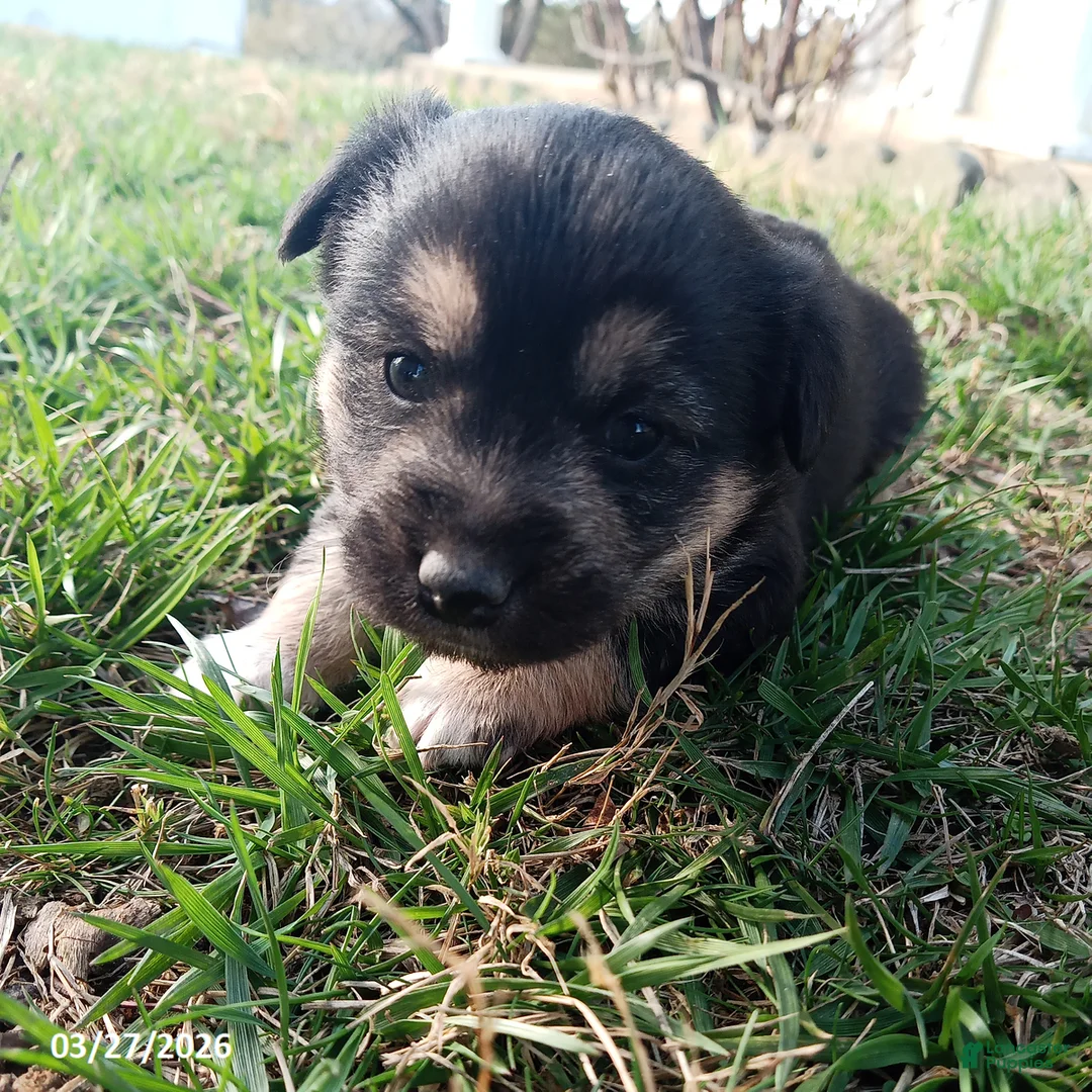 Mixed Breed dogs for sale: Archie - Ad 1