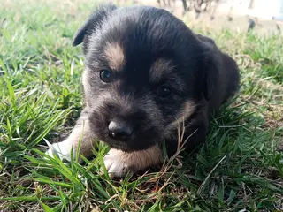 Mixed Breed dogs Archie - Ad 3