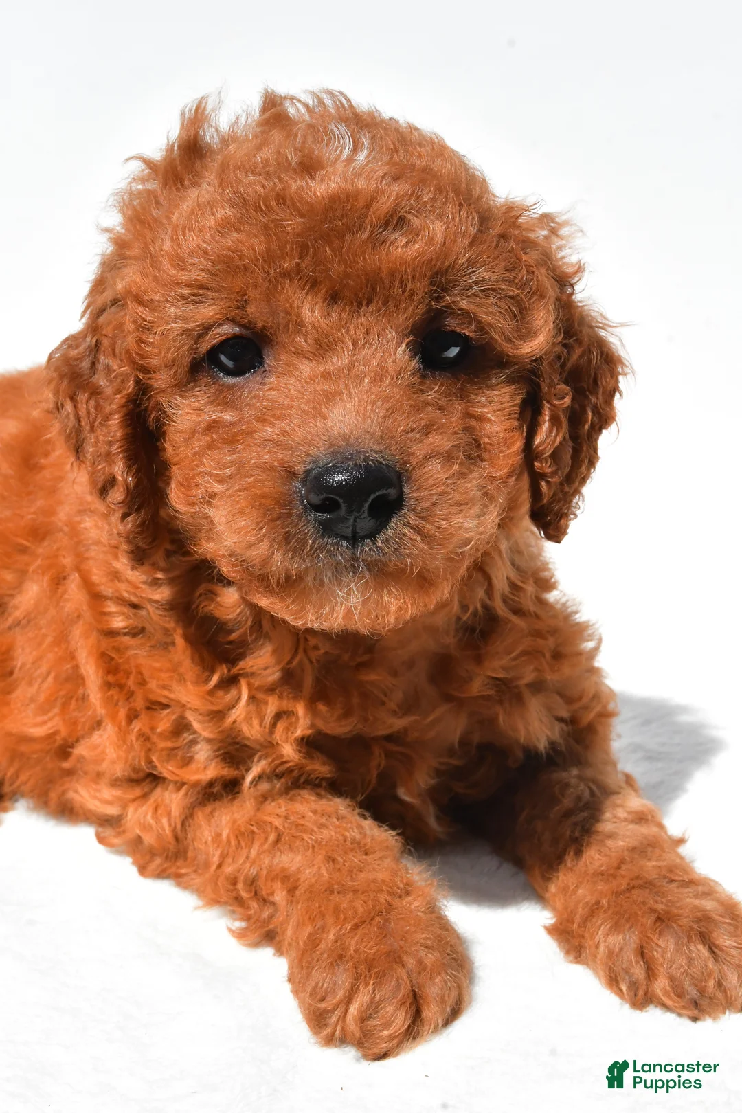 Mini Goldendoodle dogs for sale: Fawn  - Ad 1