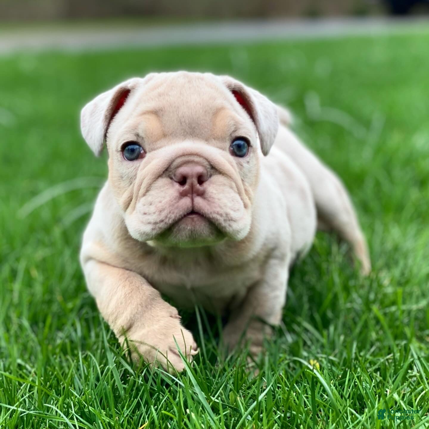 English Bulldog dogs Elio - Cleft Palate - Ad 40