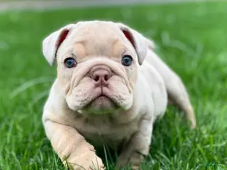 English Bulldog dogs Elio - Cleft Palate - Ad 40