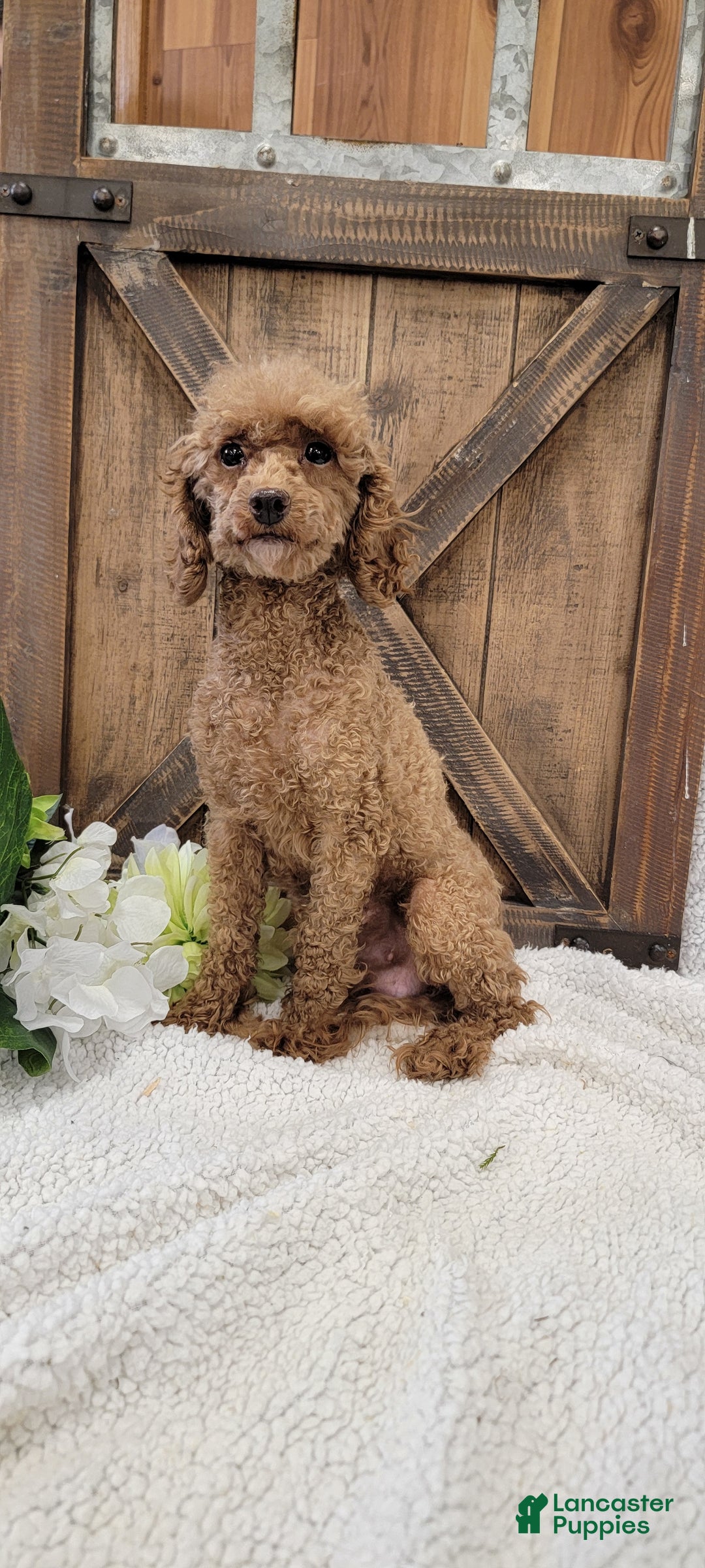 Toy Poodle dogs for sale: Midget - Ad 12