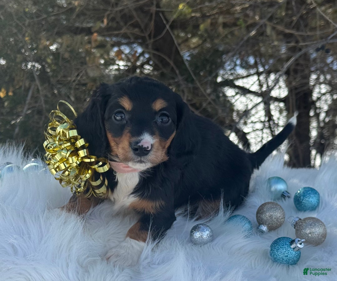Miniature Dachshund dogs for sale: Holly - Ad 2