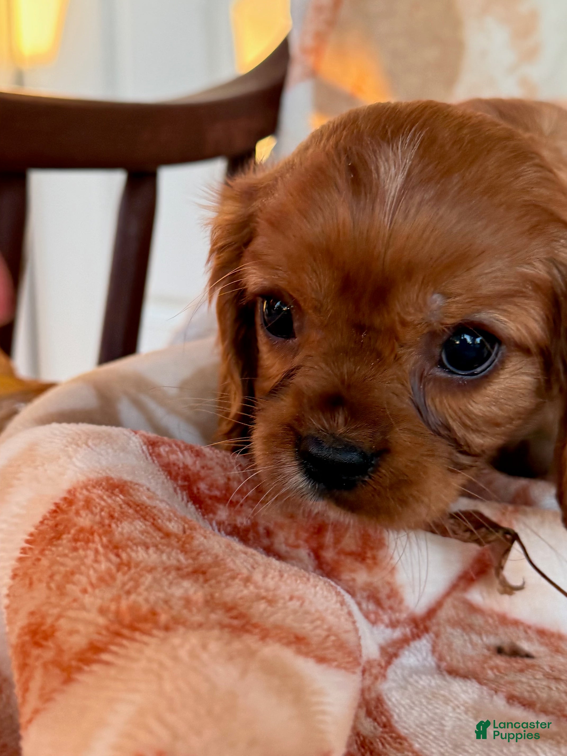 Cavalier King Charles Spaniel dogs Sunny Cavalier King Charles Spaniel  - Ad 1