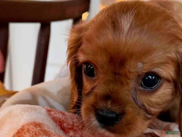 Cavalier King Charles Spaniel dogs for sale: Sunny Cavalier King Charles Spaniel - Ad 1