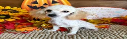 Toy Poodle dogs for sale: Adam - Ad 1