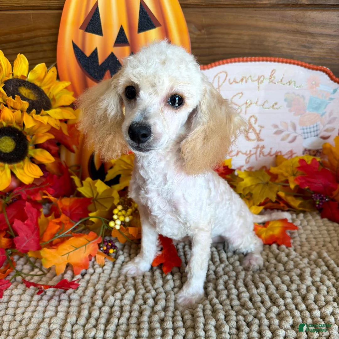 Toy Poodle dogs for sale: Adam - Ad 1