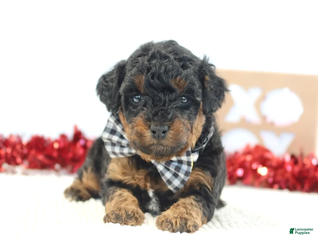 Toy Poodle dogs for sale: Teddy - Ad 3