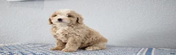 Mini Goldendoodle dogs for sale: Victor - Ad 5