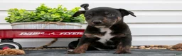 Jack Chi dogs for sale: Bindy - Ad 2